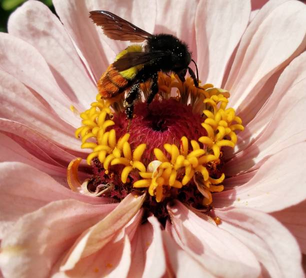 Nector Insect 160+ Nector Stock Photos, Pictures & Royalty-Free Images - iStock