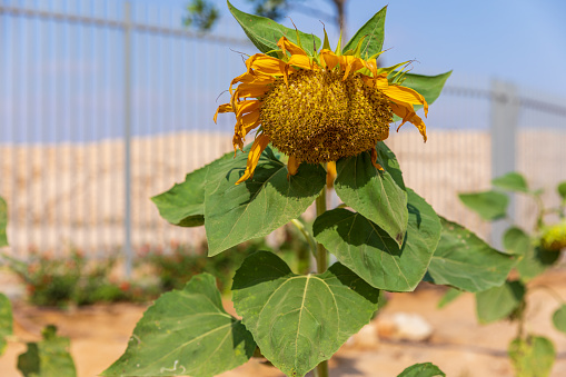Unripe sunflower with large leaves on the stem
