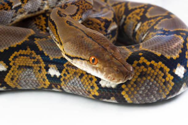 Reticulated Python (Python reticulatus) isolated on white background. Reticulated Python (Python reticulatus) isolated on white background. reticulated python stock pictures, royalty-free photos & images