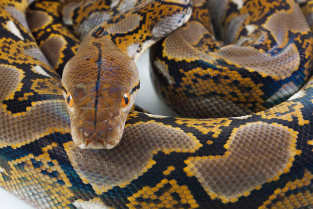 140+ Reticulated Python Isolated Stock Photos, Pictures & Royalty-Free ...