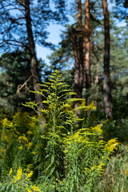 istock Solidago gigantea - Goldenrod 1276368289