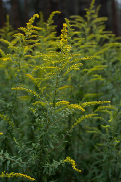 istock Solidago gigantea - Goldenrod 1276368302