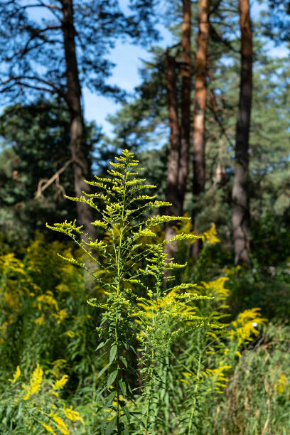 istock Solidago gigantea - Goldenrod 1276368304