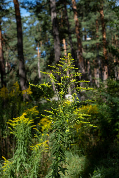 istock Solidago gigantea - Goldenrod 1276368316