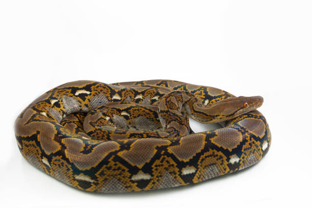 150+ Reticulated Python Isolated Stock Photos, Pictures & Royalty-Free ...