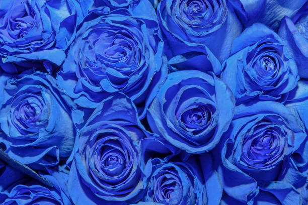 istock Background of beautiful flowers. Close up. 1276368448