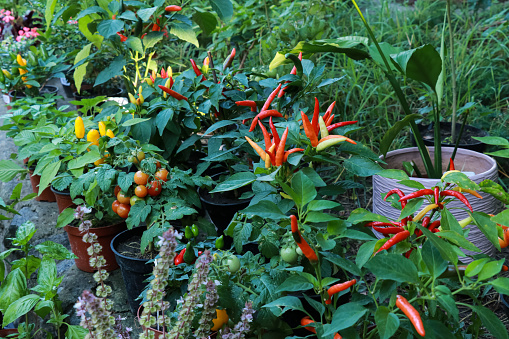 Harvest of red peppers and tomatoes in flower pots