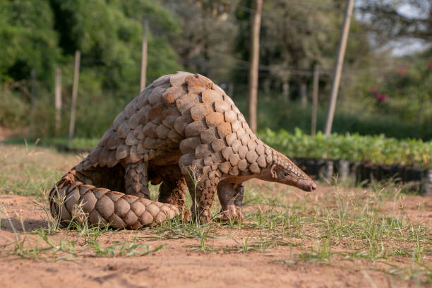 Indian Pangolin or Anteater (Manis crassicaudata) one of the most traffic wildlife species Indian Pangolin or Anteater (Manis crassicaudata) one of the most traffic/smuggled wildlife species for its scales, meat etc for medical purposes. invertebrate photos stock pictures, royalty-free photos & images