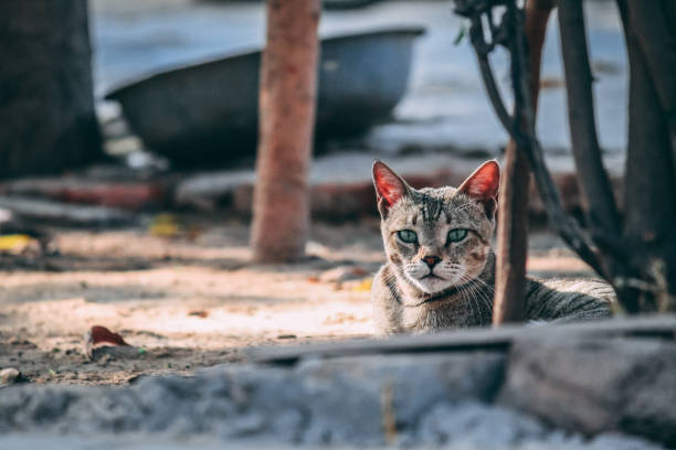 istock Portrait of a beautiful kitten 1276370727