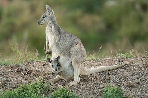 Eastern grey, Macropus giganteus, also known as great grey or Forester kangaroo with baby joey in pouch