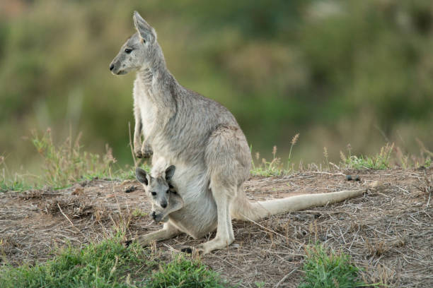 Eastern grey kangaroo with joey Eastern grey, Macropus giganteus, also known as great grey or Forester kangaroo with baby joey in pouch eastern gray kangaroo stock pictures, royalty-free photos & images