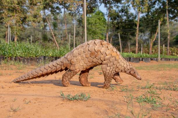 Indian Pangolin or Anteater (Manis crassicaudata) one of the most traffic wildlife species Indian Pangolin or Anteater (Manis crassicaudata) one of the most traffic/smuggled wildlife species for its scales, meat etc for medical purposes. insectivore stock pictures, royalty-free photos & images
