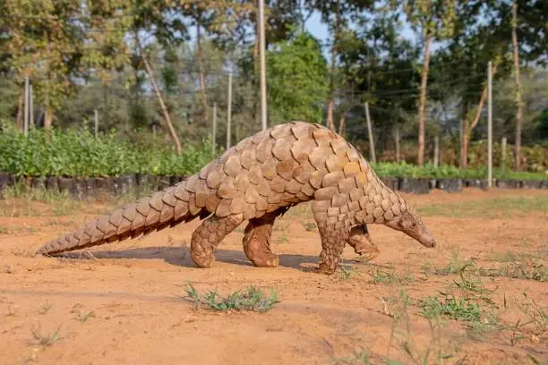 Indian Pangolin or Anteater (Manis crassicaudata) one of the most traffic/smuggled wildlife species for its scales, meat etc for medical purposes.
