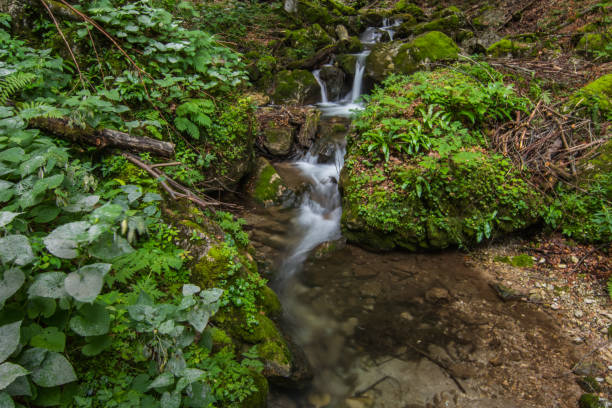 istock little beautiful waterfall in a forest with green plants 1276371880