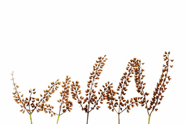 istock Dried flowers of basil isolated on white 1276372549