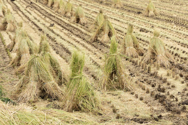 17,300+ Bundle Of Grain Stock Photos, Pictures & Royalty-Free Images ...