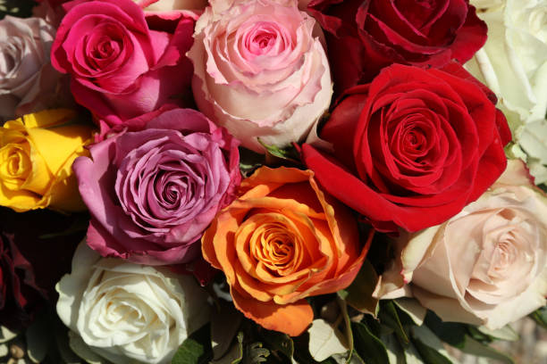 istock A Bouquet of wonderful different colored Roses 1276374662