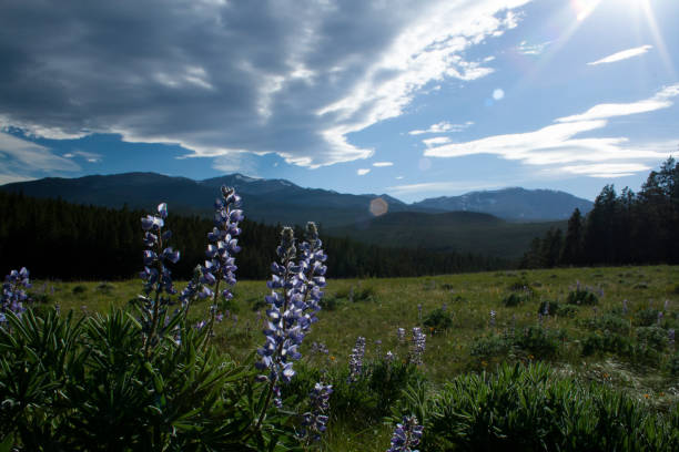 istock Lupine on Loaf Peak outlook 1276375085