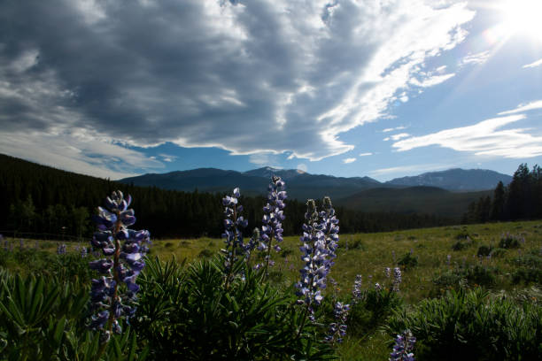 istock Lupine on Loaf Peak outlook 1276375109