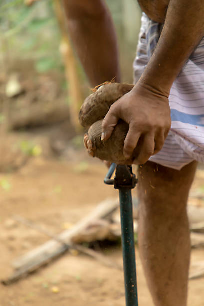istock Farmer preparing coconuts. Man open a fresh coconut shell by old knife in India. 1276376887