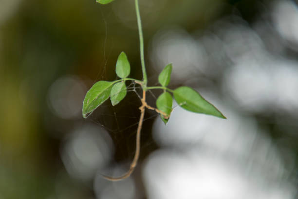 Fresh and green leaves on white bokeh background, Closeup