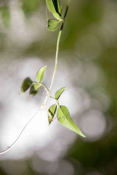 istock Fresh and green leaves on white bokeh background, Closeup 1276377013