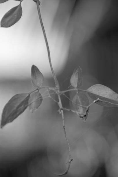 istock fresh and green leaves on white bokeh background 1276377036