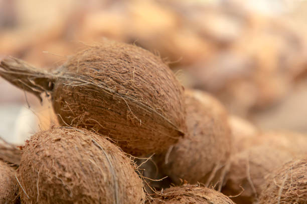 Closeup fresh brown coconuts on the ground, nature background