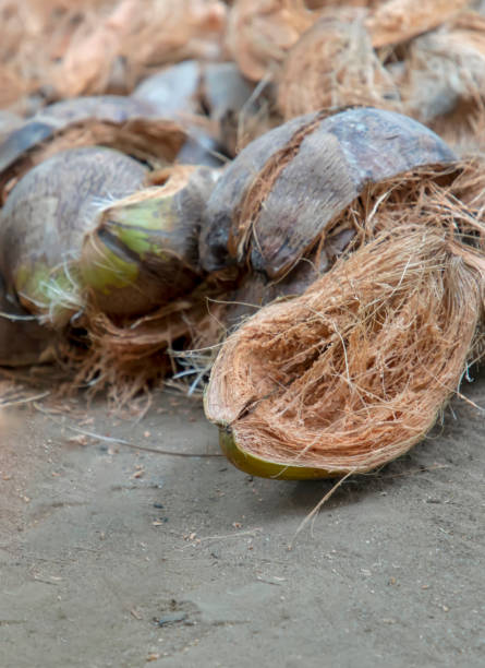 istock Coconut husk / Coir is the fibrous husk and pithy dust that makes up the outer layer ripe coconut. 1276377160