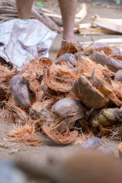 istock Close-up view of a coconut peeler peeling off coconut 1276377252