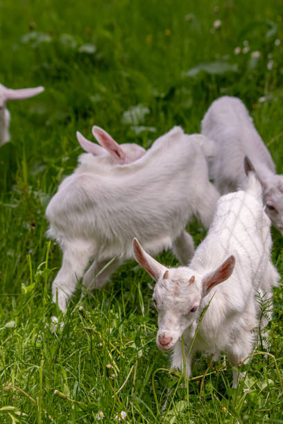 istock White small goats grazing on green field 1276377958