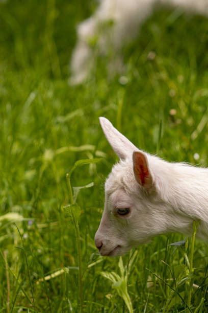 istock Small white domestic goat grazing, close up 1276377969