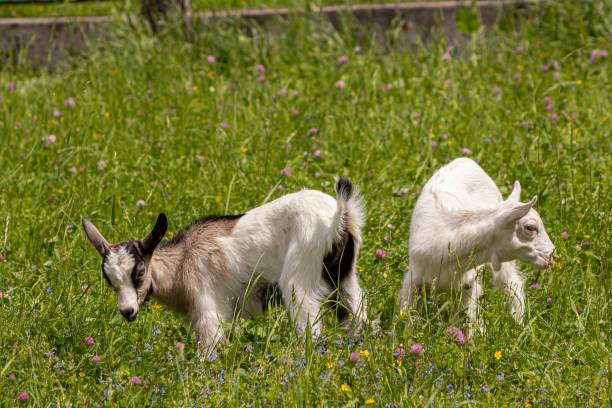 istock Two small goats grazing on green field 1276377973