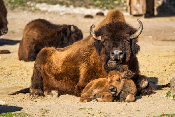 istock American buffalo known as bison, Bos bison in the zoo 1276379221