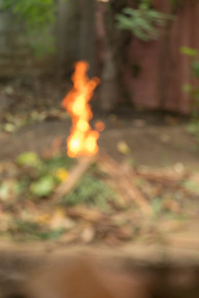 burn fire green and dry coconut tree leaf in garden
