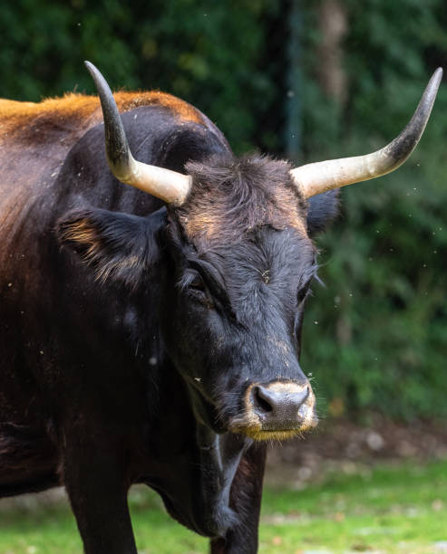 istock Heck cattle, Bos primigenius taurus or aurochs in the zoo 1276380199