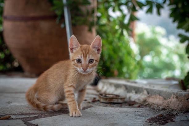 istock Cats of Greece 1276380704