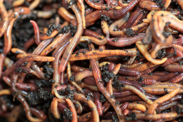 Earthworms (Dendrobena Veneta) for Fishing or Compost Earthworms (Dendrobena Veneta) for Fishing or Compost eisenia fetida stock pictures, royalty-free photos & images