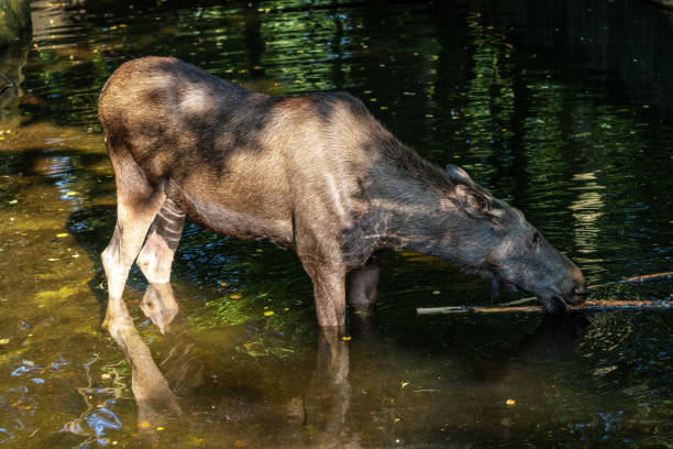 Head of an animal doe. Doe drinks water. Wild animal head