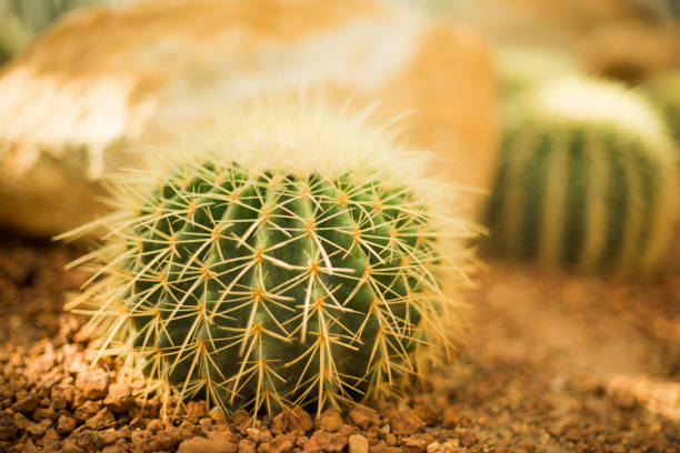 istock cactus in the garden 1276380942