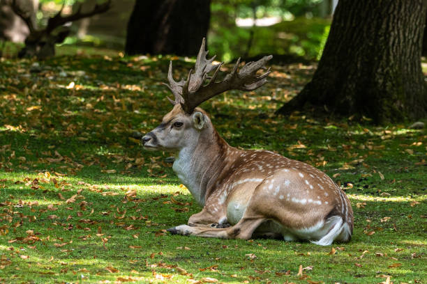 istock The fallow deer, Dama mesopotamica is a ruminant mammal 1276380948