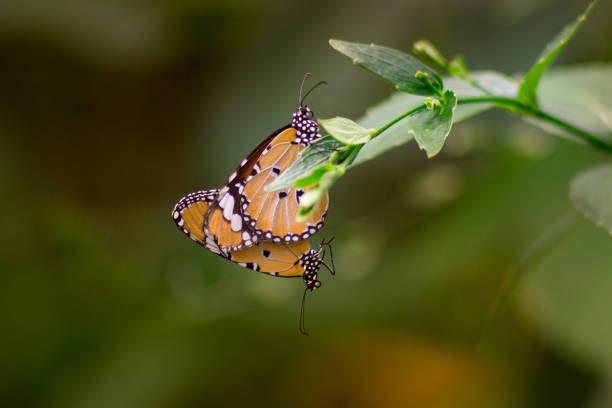 istock Close up butterfly on flower 1276381614