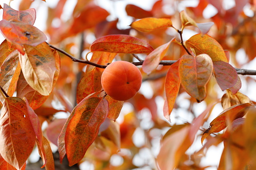 Texture and composition of persimmon branches