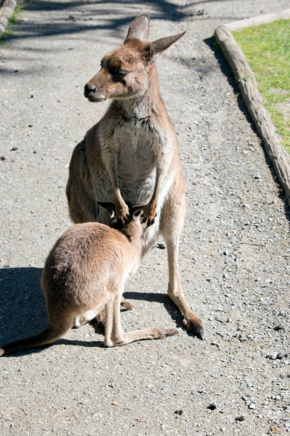 la femelle kangourou de l’ouest nourrit son joey - joey kangaroo young animal feeding photos et images de collection