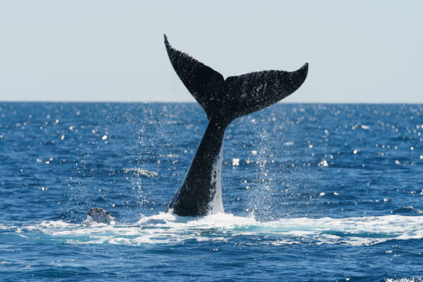 Whales, Brisbane, Australia, Lifestyle Travel, Blue sky, ocean, close-up
