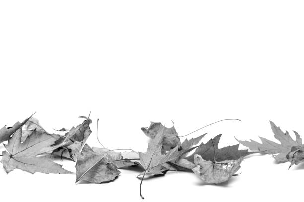dry maple leaves isolated on white background with copy space, black and white photo