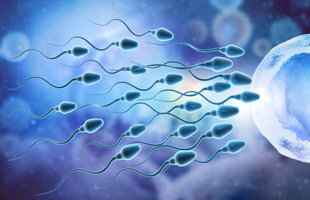 les oeufs choisissent le sperme, la fécondation - human zygote photos et images de collection