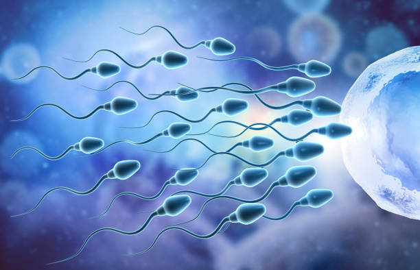 Eggs choose sperm, fertilization Eggs choose sperm, fertilization. 3d illustration Ovulation stock pictures, royalty-free photos & images