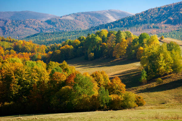 istock trees in colorful foliage on the hills 1276387297