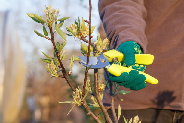 istock Female farmer with pruner shears the tips of pear tree 1276388567